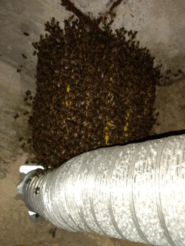 Captura e remoção de enxames de abelhas/vespas/marimbondos - Colt Ambiental