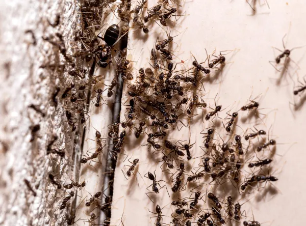 Dedetizadora de formiga - Colt Ambiental