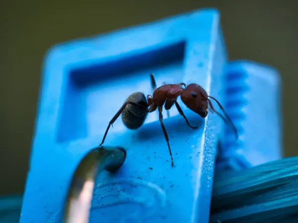 Emrpesa Dedetizadora de formiga - Colt Ambiental