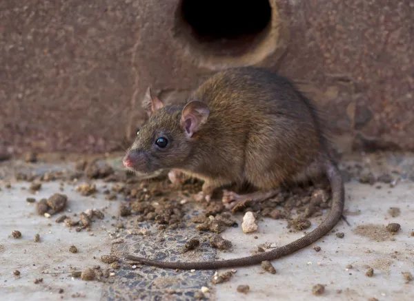 Dedetizadora de rato e roedores - Colt Ambiental
