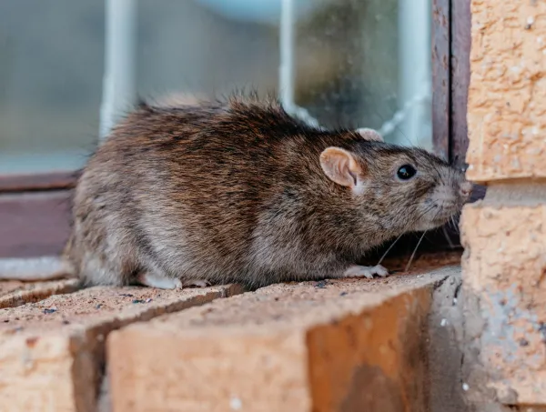 Empresa Dedetizadora de rato e roedores - Colt Ambiental