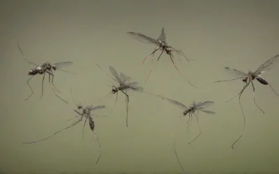 Controle de Dengue: a importância do fumacê no combate ao Aedes aegypti