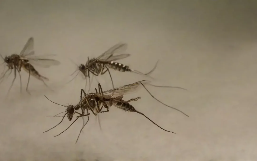 Fumacê no combate à dengue: como funciona e qual a sua eficiência?