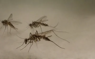 Fumacê no combate à dengue: como funciona e qual a sua eficiência?