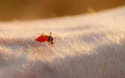 RJ em alerta: 5 ações urgentes que empresas e condomínios devem tomar para evitar surtos de dengue