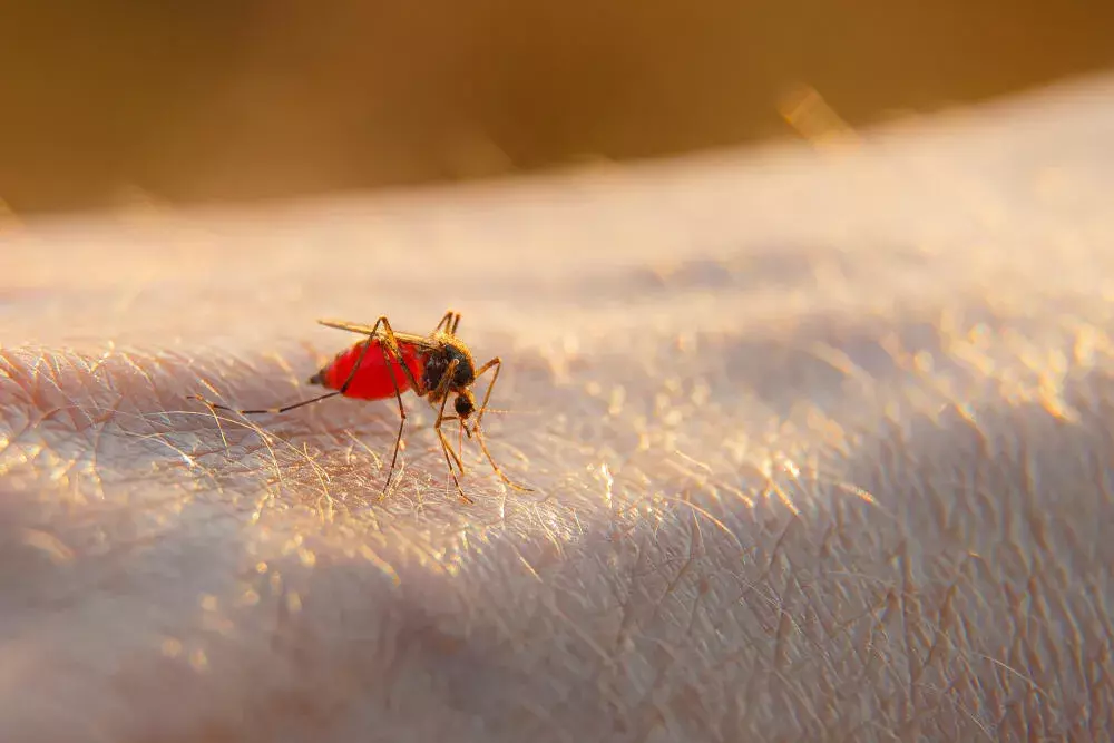 RJ em alerta: 5 ações urgentes que empresas e condomínios devem tomar para evitar surtos de dengue