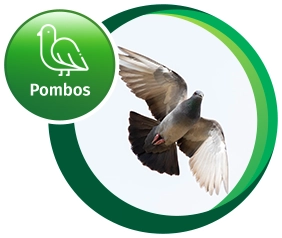 Pombos // Controle de Pragas RJ // Empresa Controle de Pragas