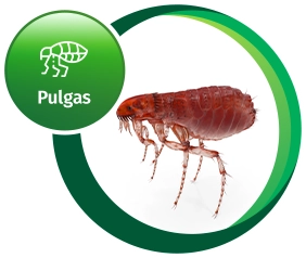 Pulgas // Controle de Pragas RJ // Empresa Controle de Pragas