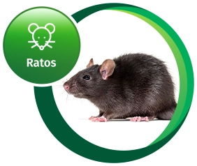 Ratos // Controle de Pragas RJ // Empresa Controle de Pragas
