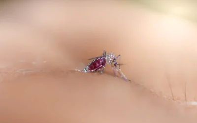 RJ em alerta: 5 ações urgentes que empresas e condomínios devem tomar para evitar surtos de dengue