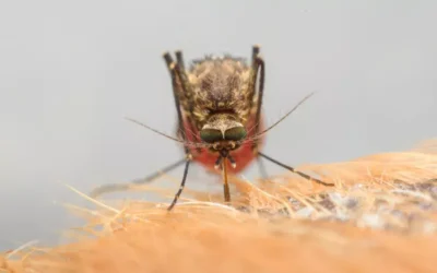 Epidemia de dengue no RJ: Estratégias eficazes para condomínios e indústrias evitarem surtos