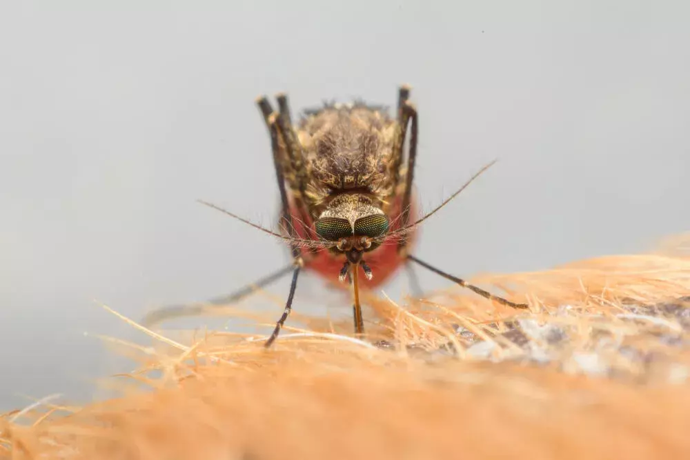 Epidemia de dengue no RJ: Estratégias eficazes para condomínios e indústrias evitarem surtos