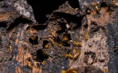 Descupinização Condomínios Barra da Tijuca: por que contratar uma empresa especializada?