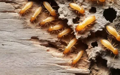 Como escolher a empresa de dedetização certa para 2026: O que analisar antes de renovar seus contratos 2026