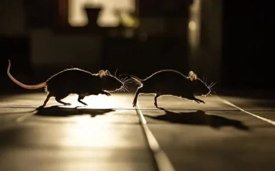 Aumento de Roedores no Verão: Como condomínios e empresas no RJ podem evitar contaminações e prejuízos em 2026