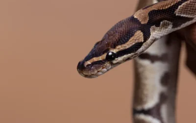 Controle, remoção mecânica e repelente biológico para cobras em Guapimirim e Teresópolis
