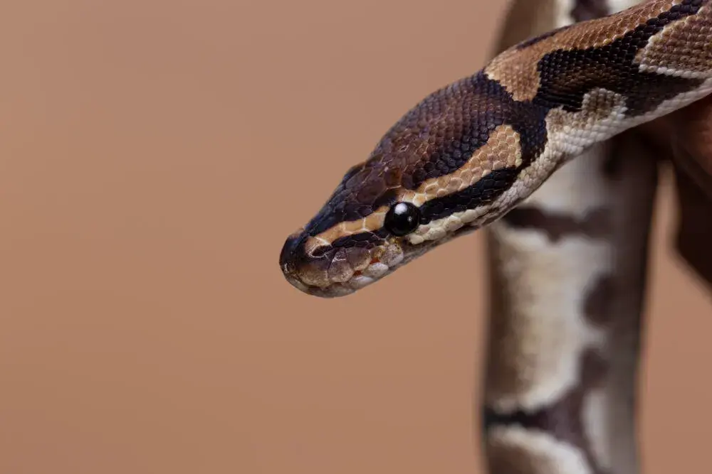 Controle, remoção mecânica e repelente biológico para cobras em Guapimirim e Teresópolis