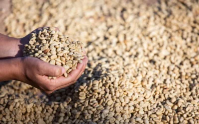 Dedetização e Controle de Pragas de Grãos: Expurgo em Indústrias de Alimentos e Fábricas