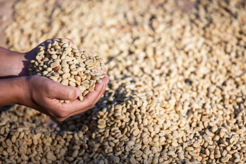 Dedetização e Controle de Pragas de Grãos: Expurgo em Indústrias de Alimentos e Fábricas